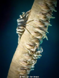 coralstick by Marc Van Den Broeck 